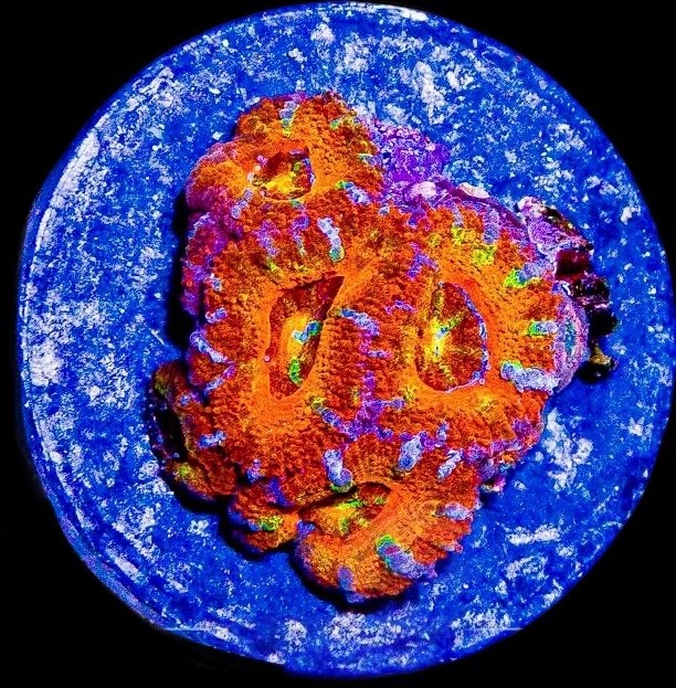 Aussie Rainbow Acan Lord Frag #4