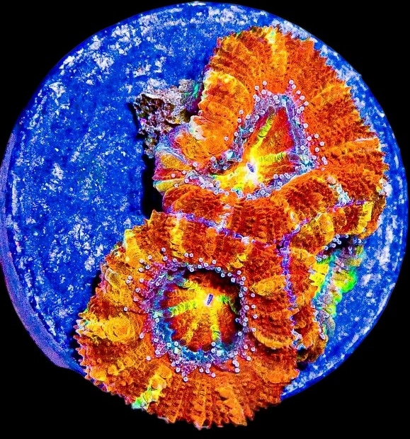 Aussie Rainbow Acan Lord Frag #3