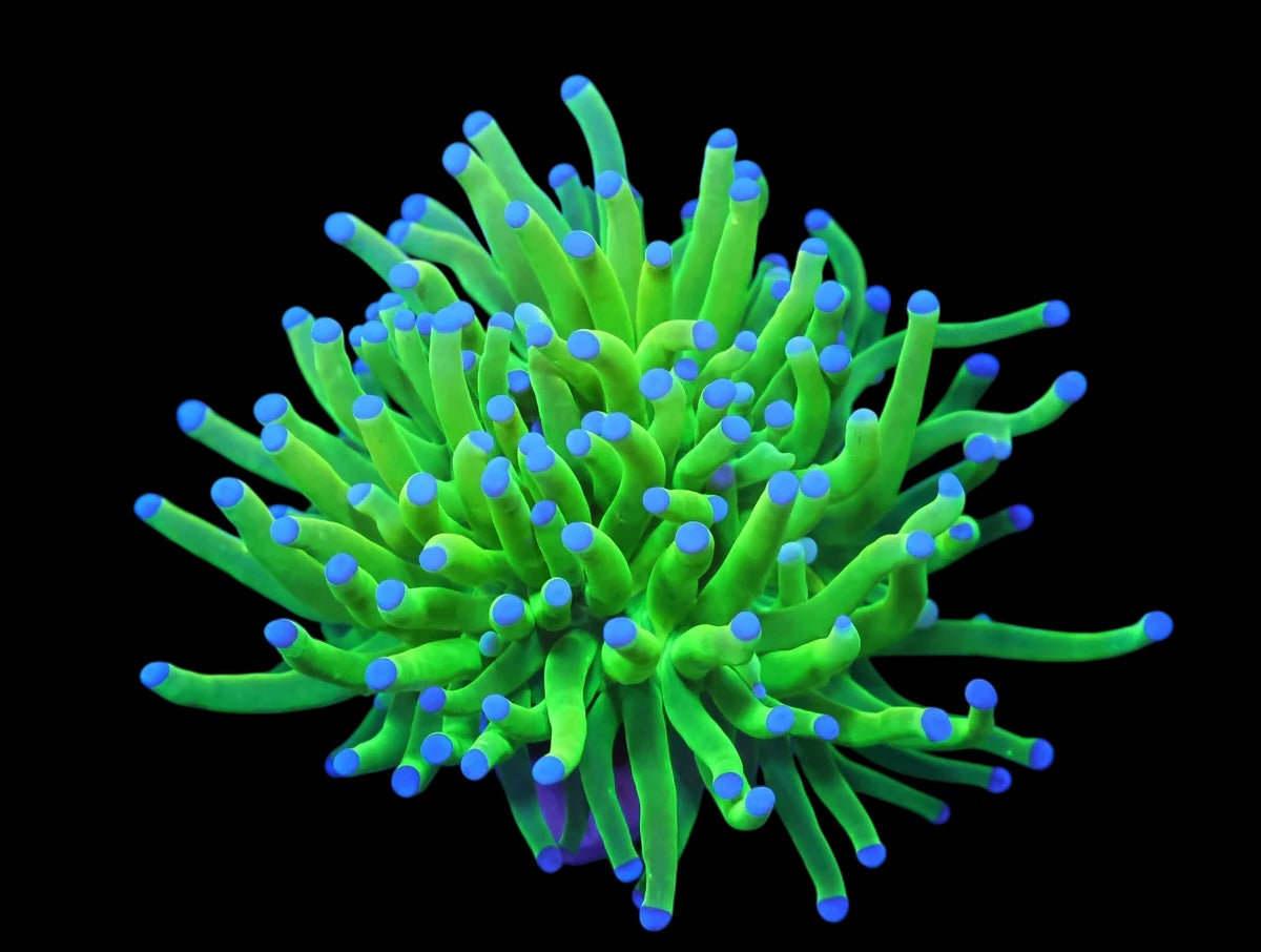 Holy Grail Torch 1 Head