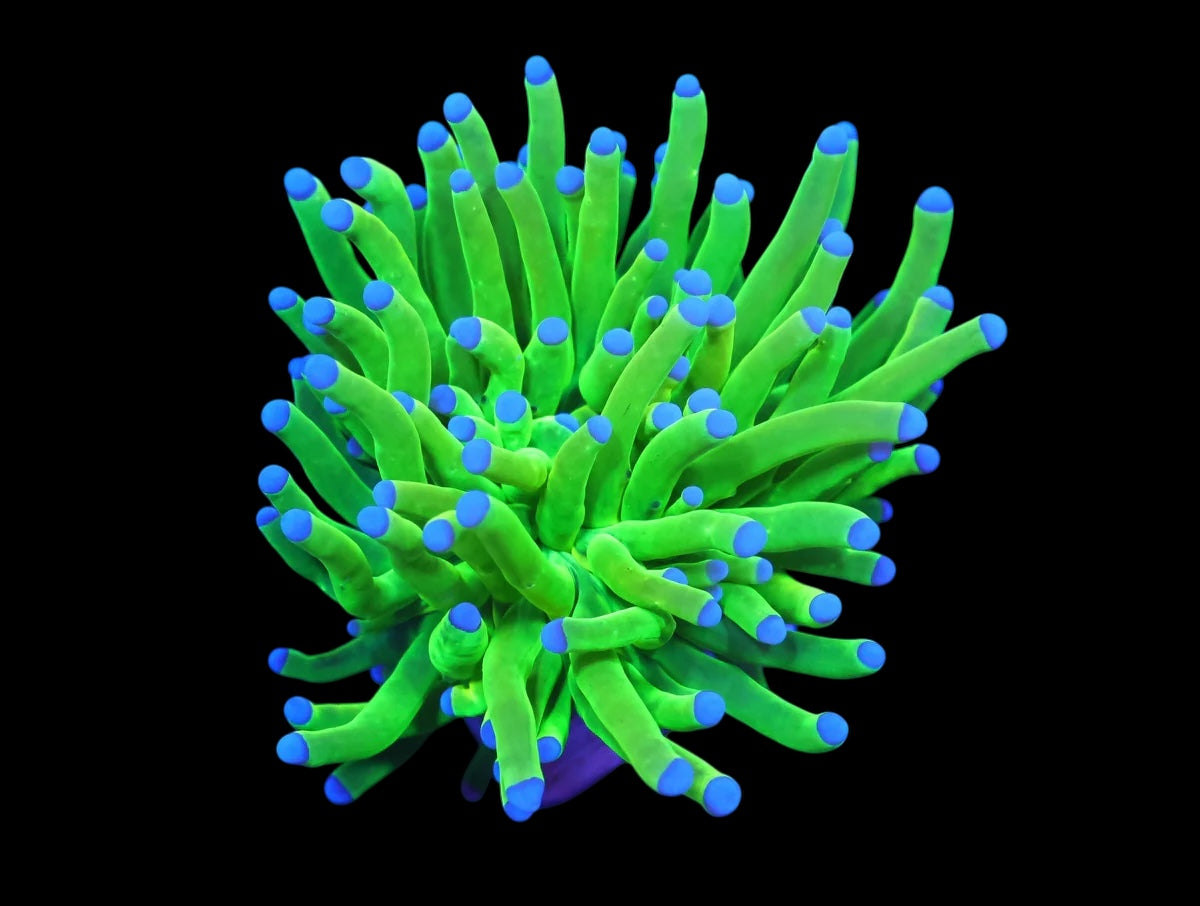 Holy Grail Torch 1 Head