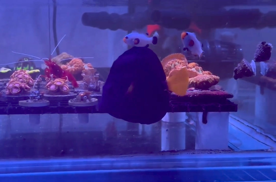 Red Sea Purple Tang