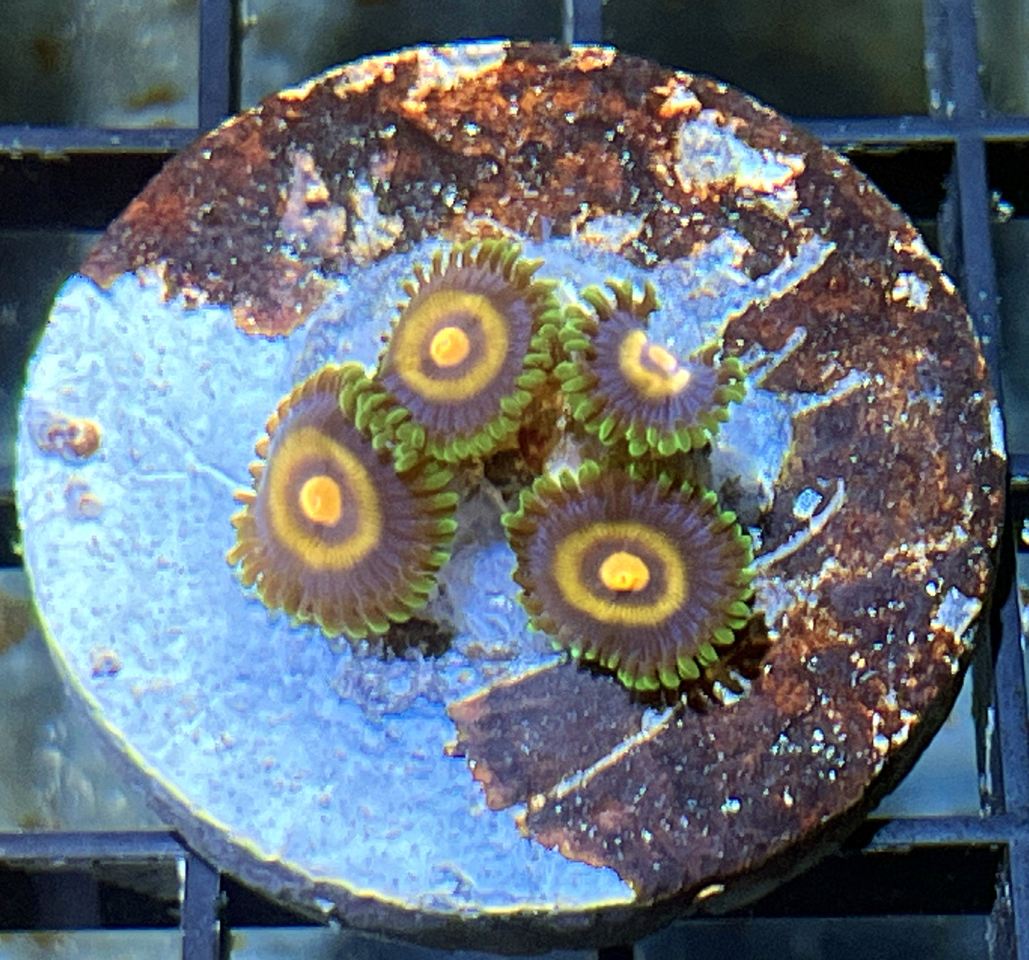 OG Wolverine Zoas