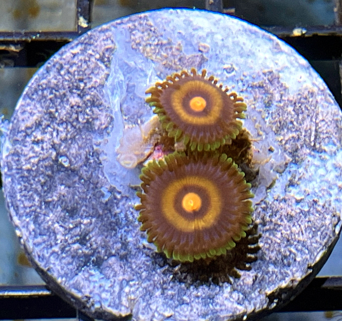 OG Wolverine Zoas