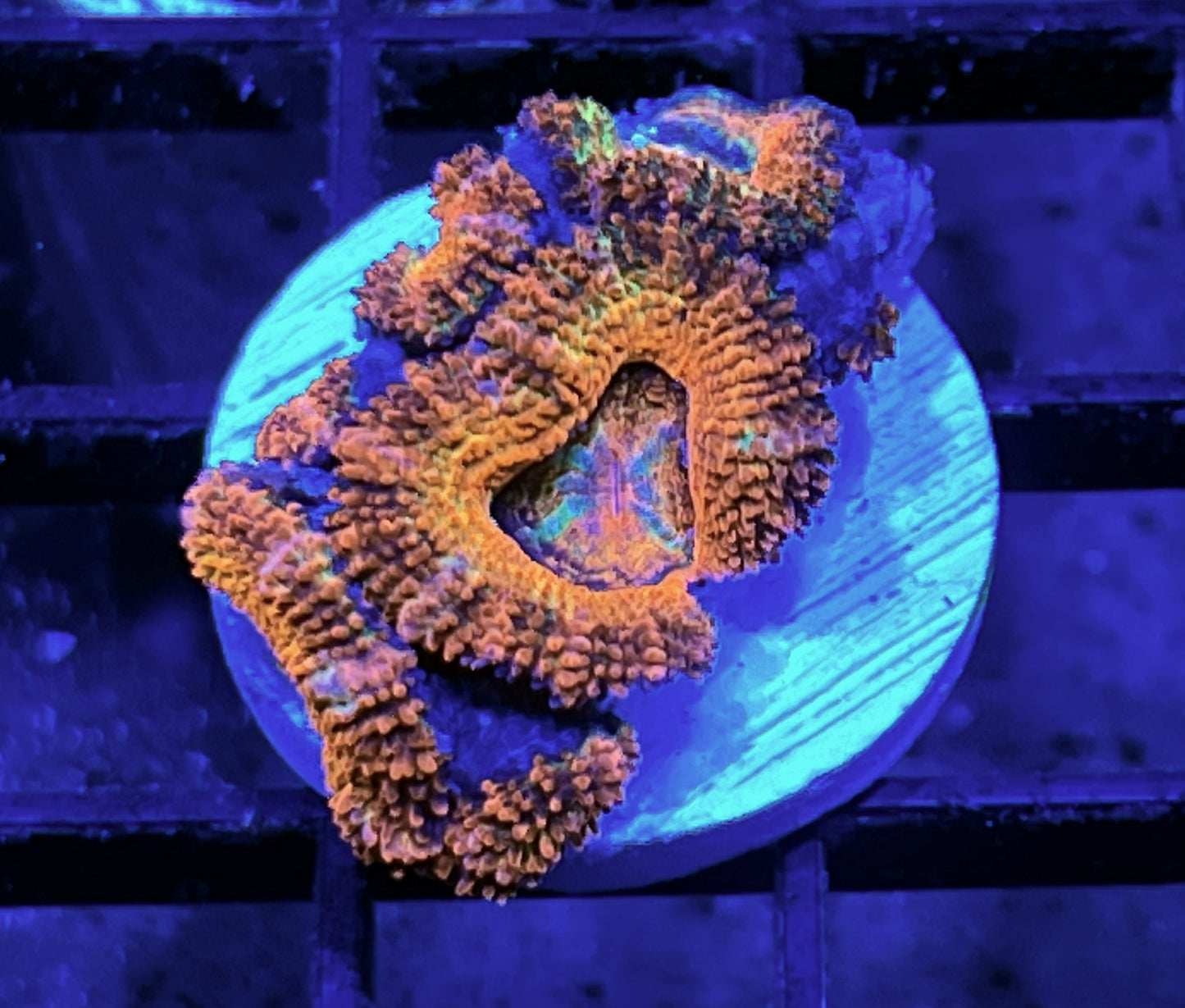 Rainbow Acan Lord Frag #2