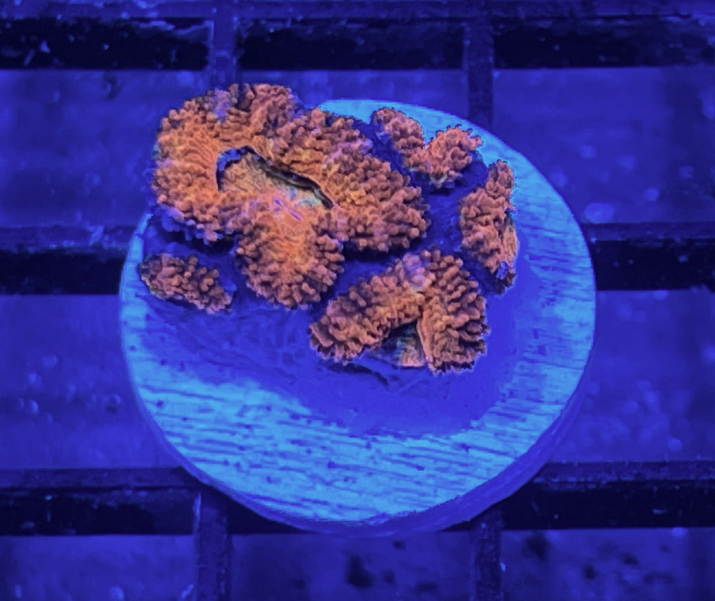 Rainbow Acan Lord Frag #3