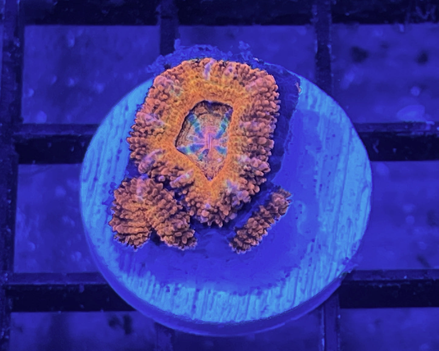 Rainbow Acan Lord Frag #4