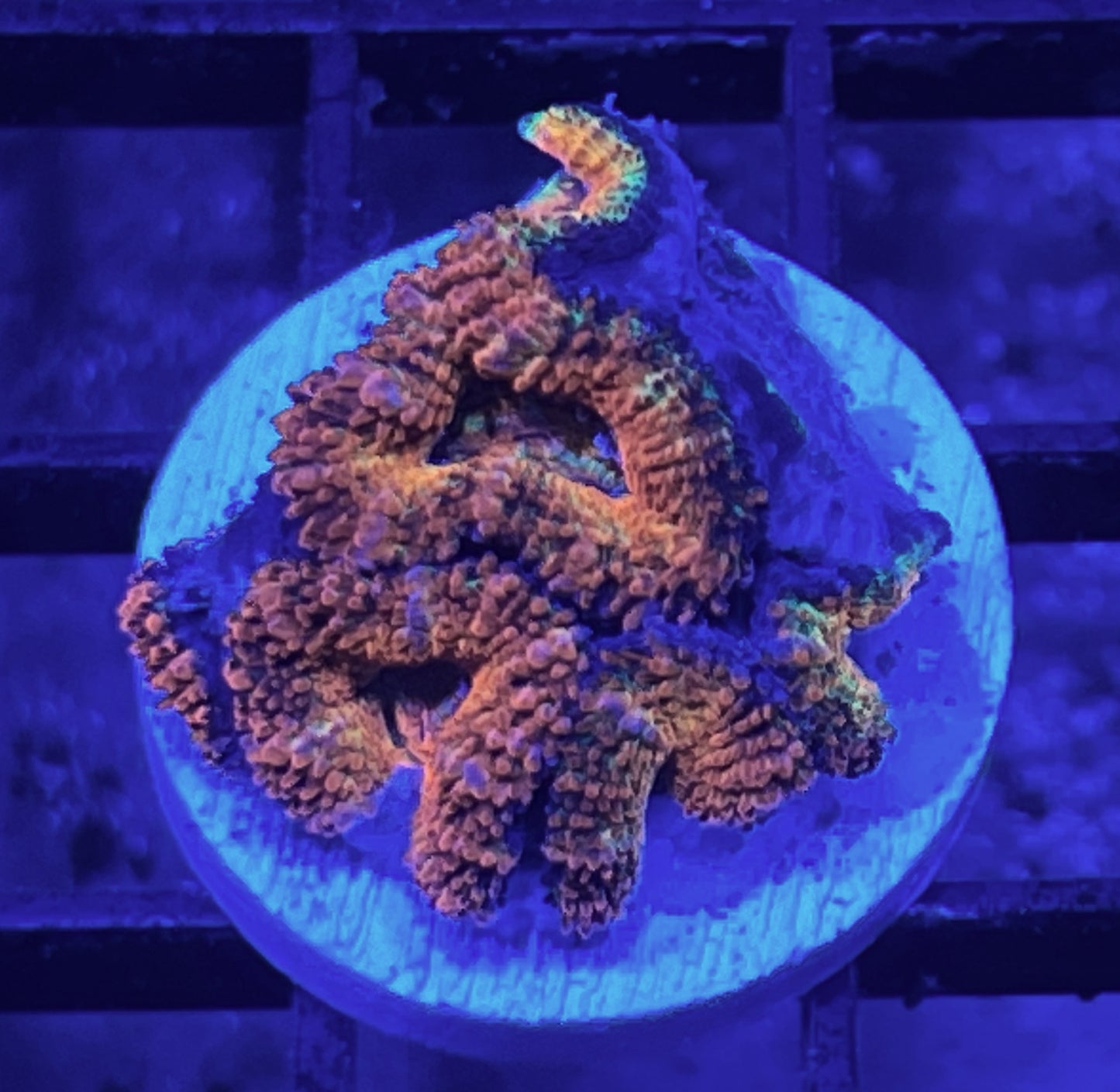 Rainbow Acan Lord Frag #13