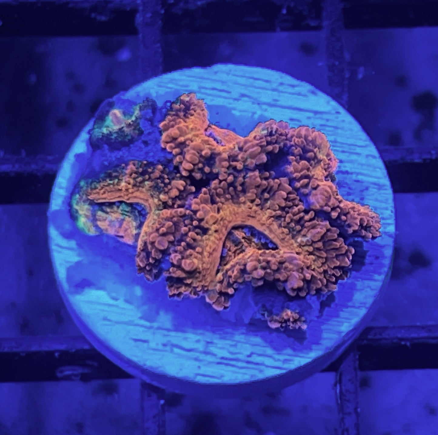 Rainbow Acan Lord Frag #11