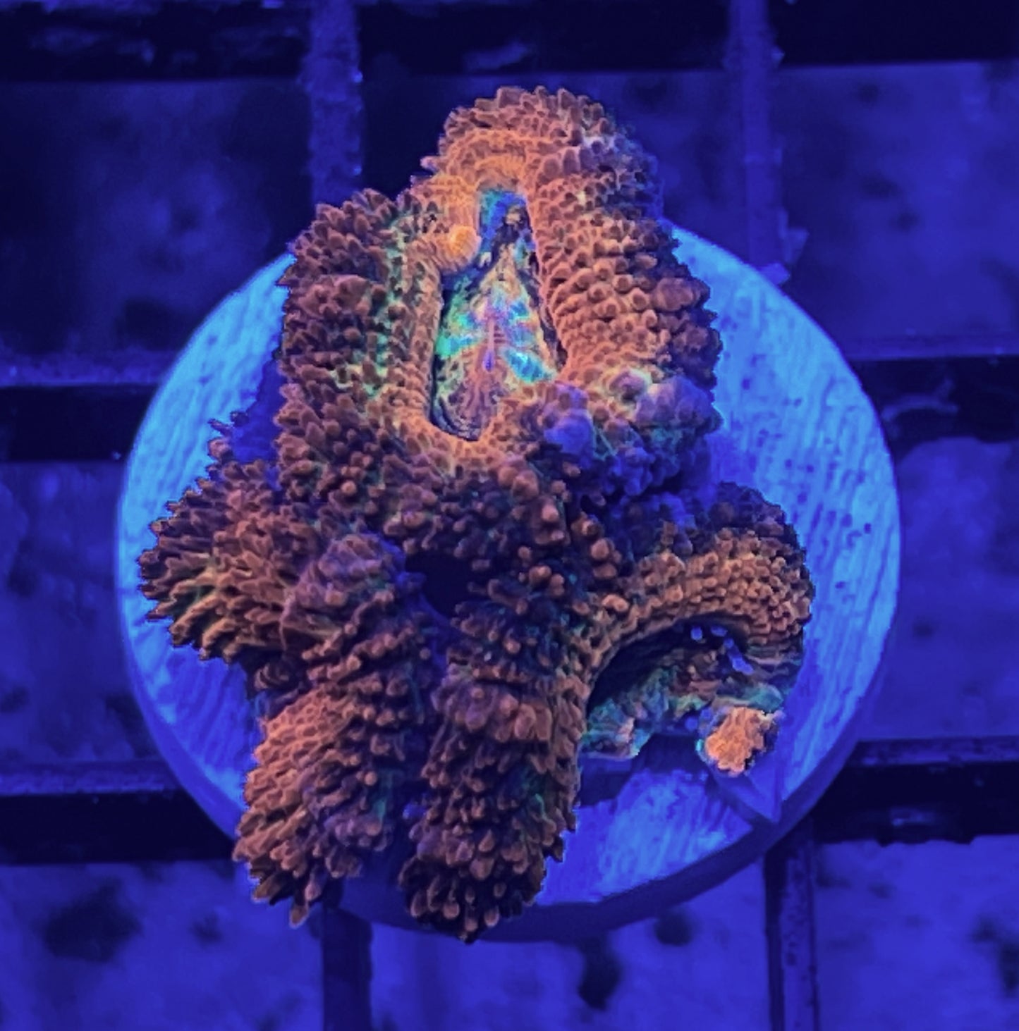 Rainbow Acan Lord Frag #5