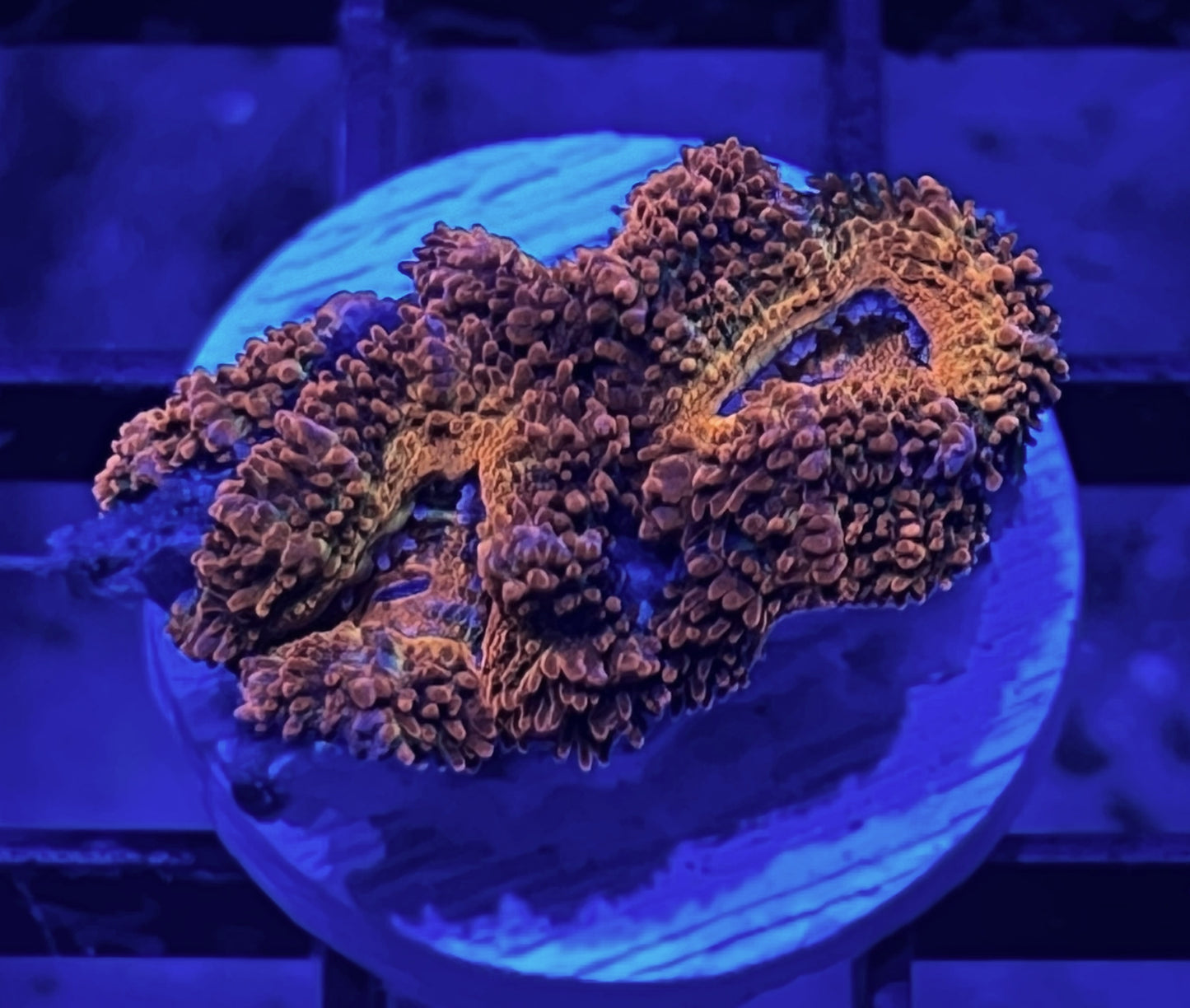 Rainbow Acan Lord Frag #7