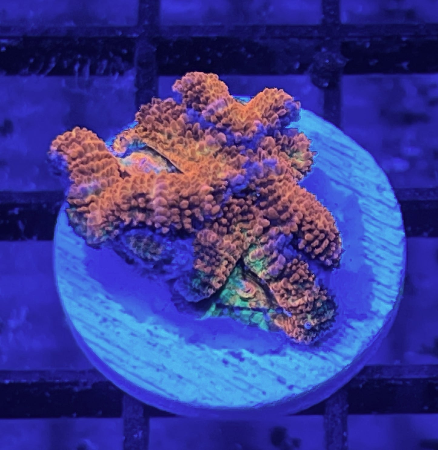 Rainbow Acan Lord Frag #9