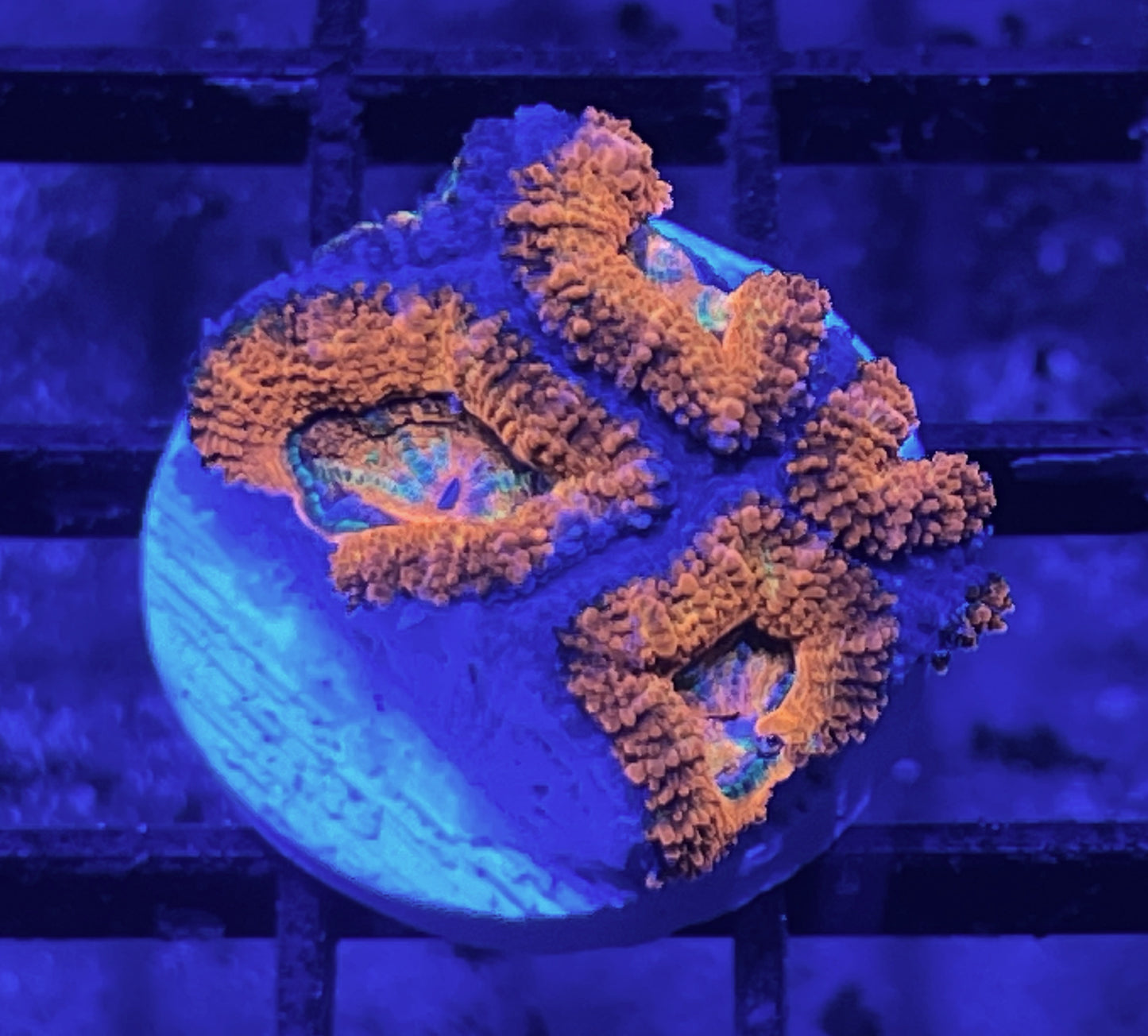 Rainbow Acan Lord Frag #6