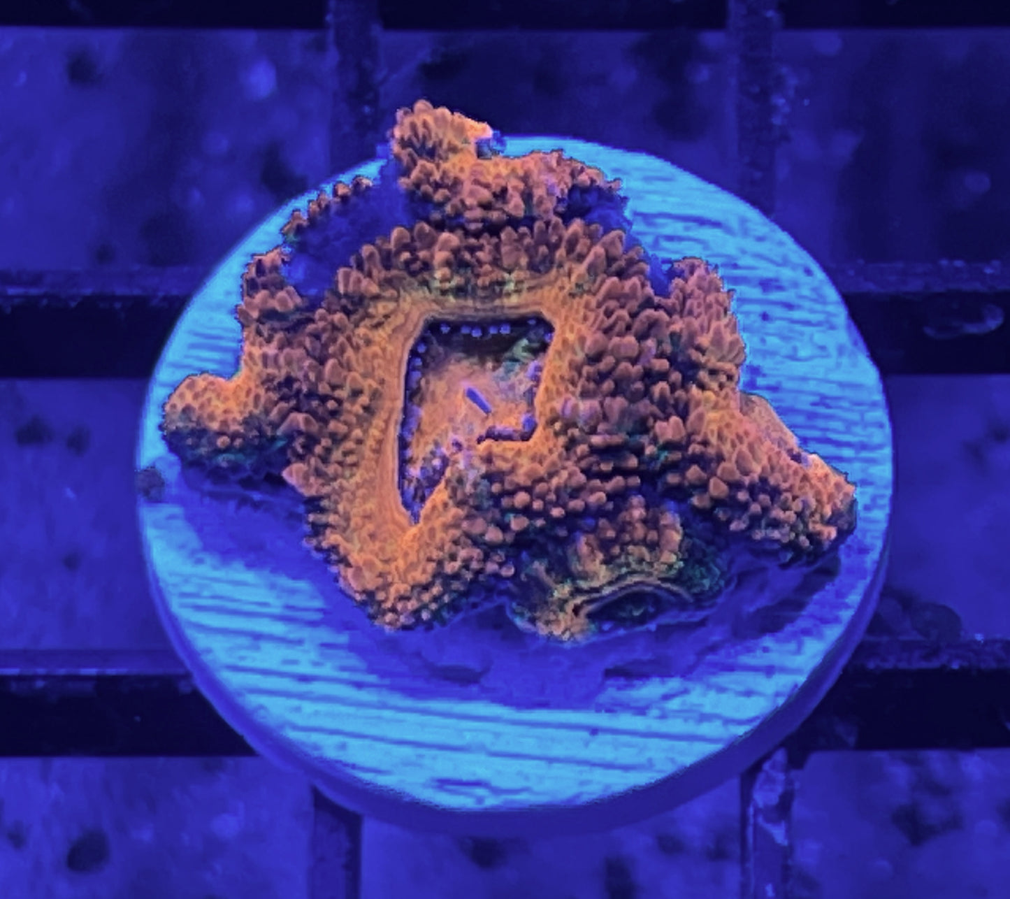 Rainbow Acan Lord Frag #8