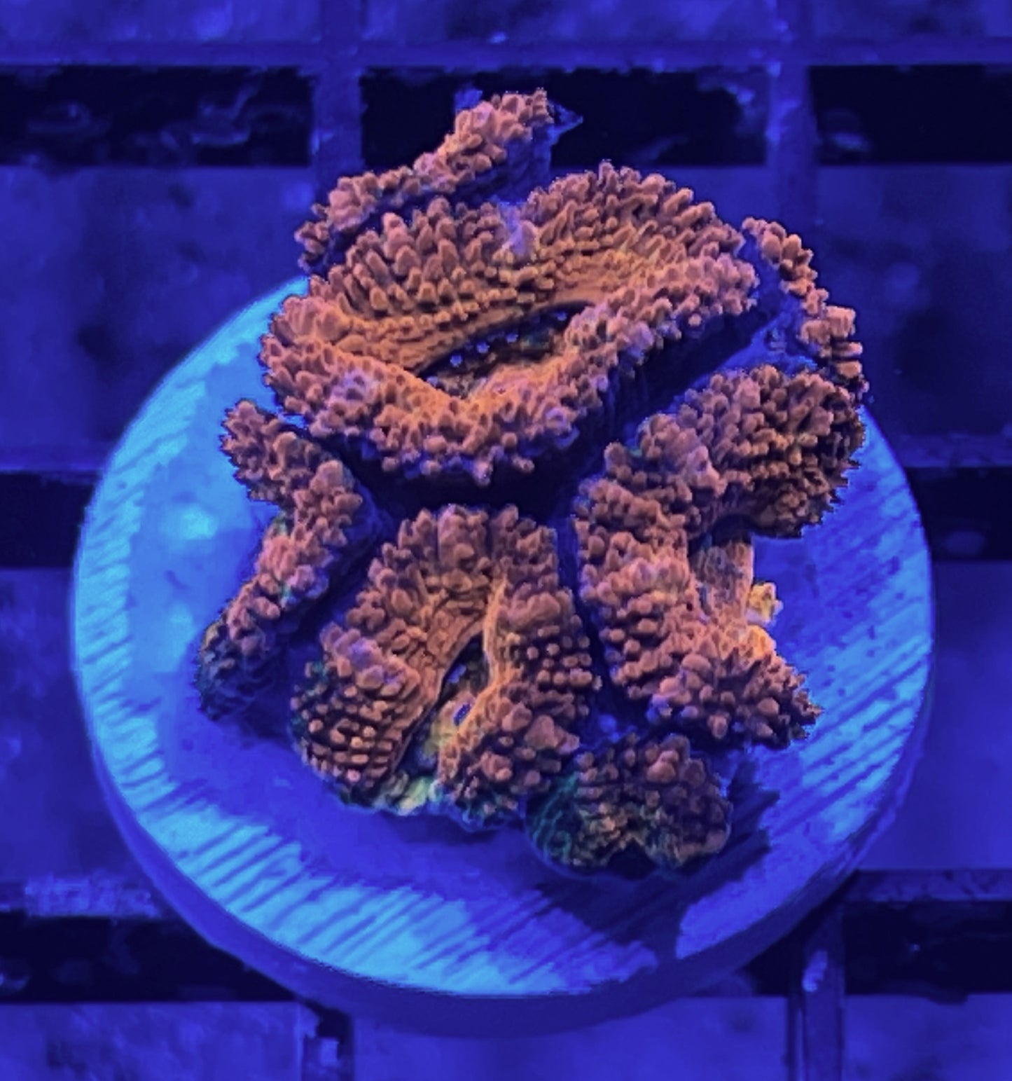 Rainbow Acan Lord Frag #10