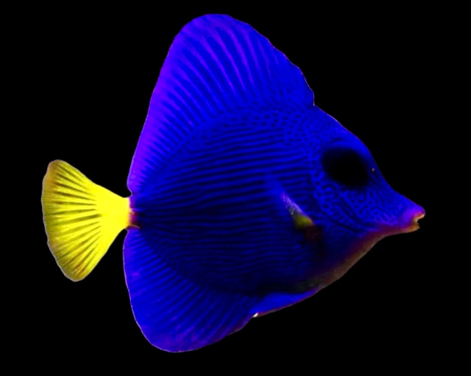 Red Sea Purple Tang