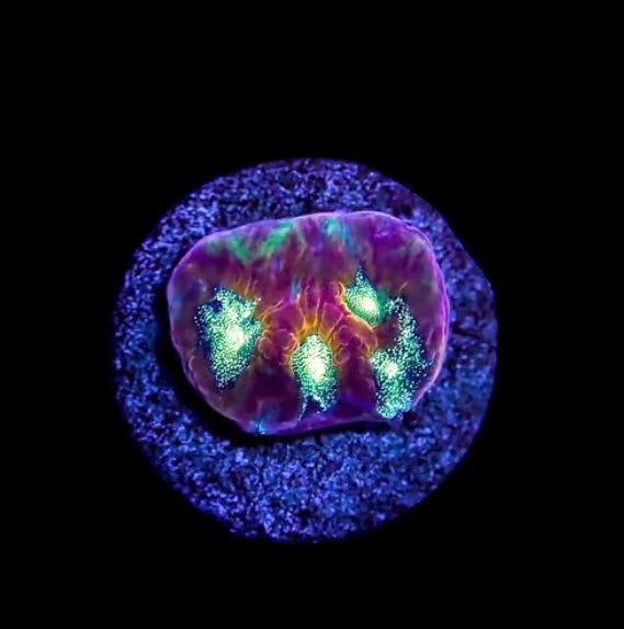 Ultra Favites Frag #3