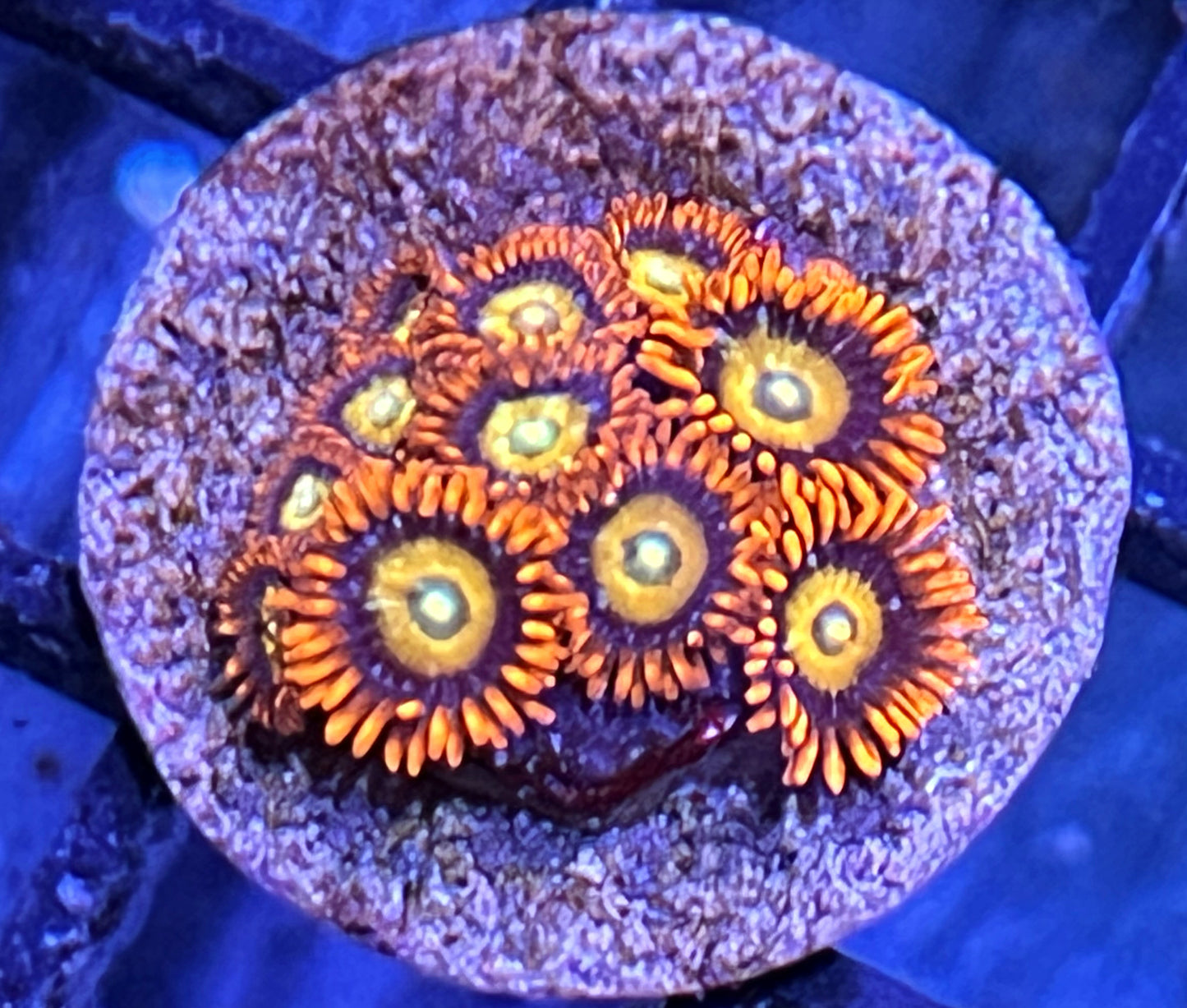 Ultra Speckled Fire & Ice Zoas