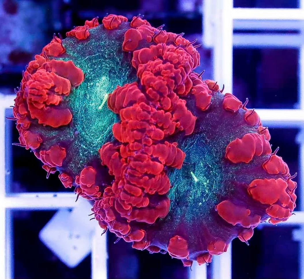 Neon Red Blastomussa Frag