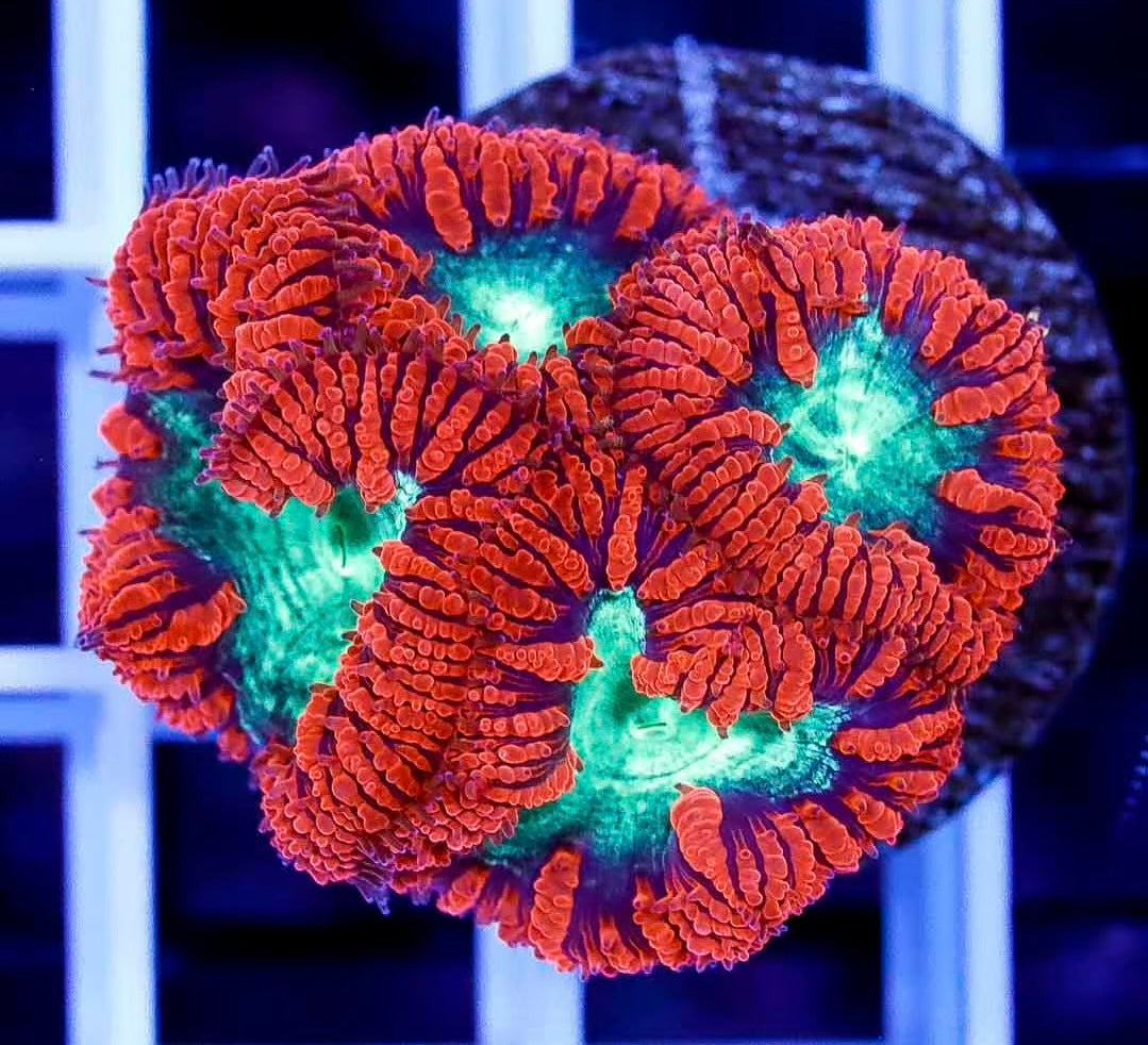 Neon Orange Blastomussa Frag
