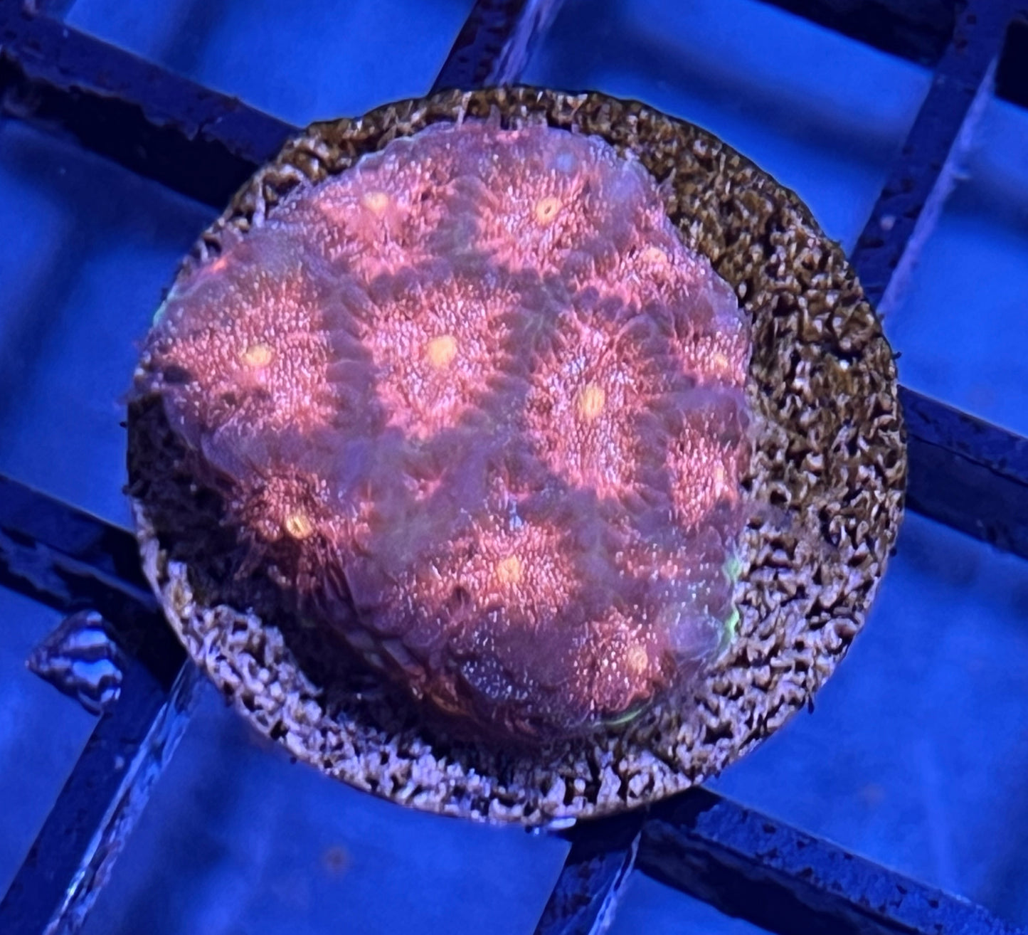 Neon Glitter Mouth Favites #1