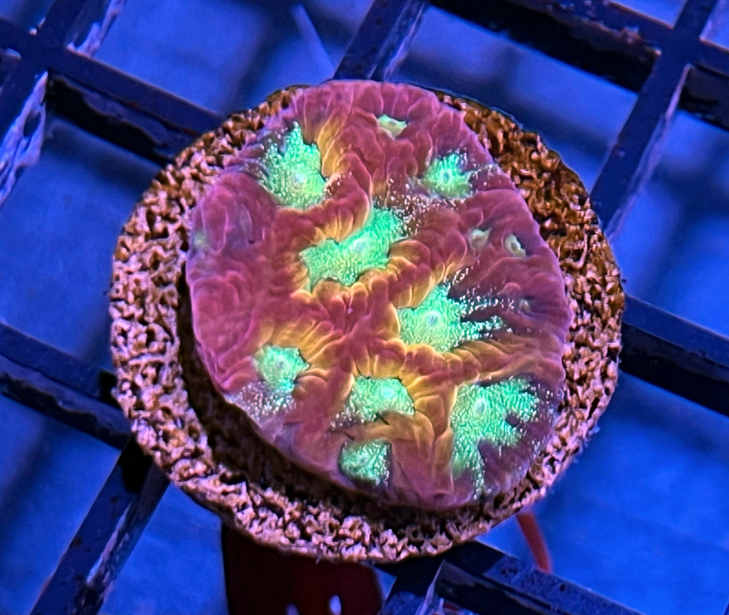 Neon Glitter Mouth Favites #2