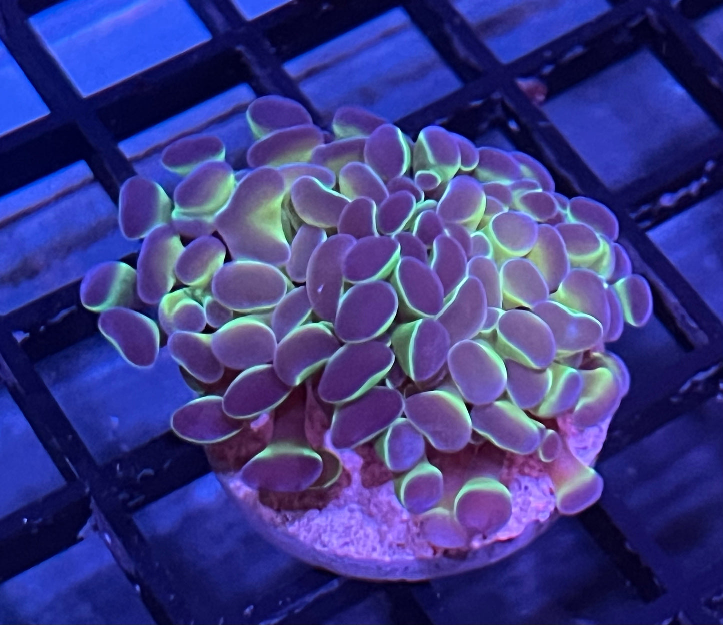 Ultra Hologram Branching Hammer Frag #2