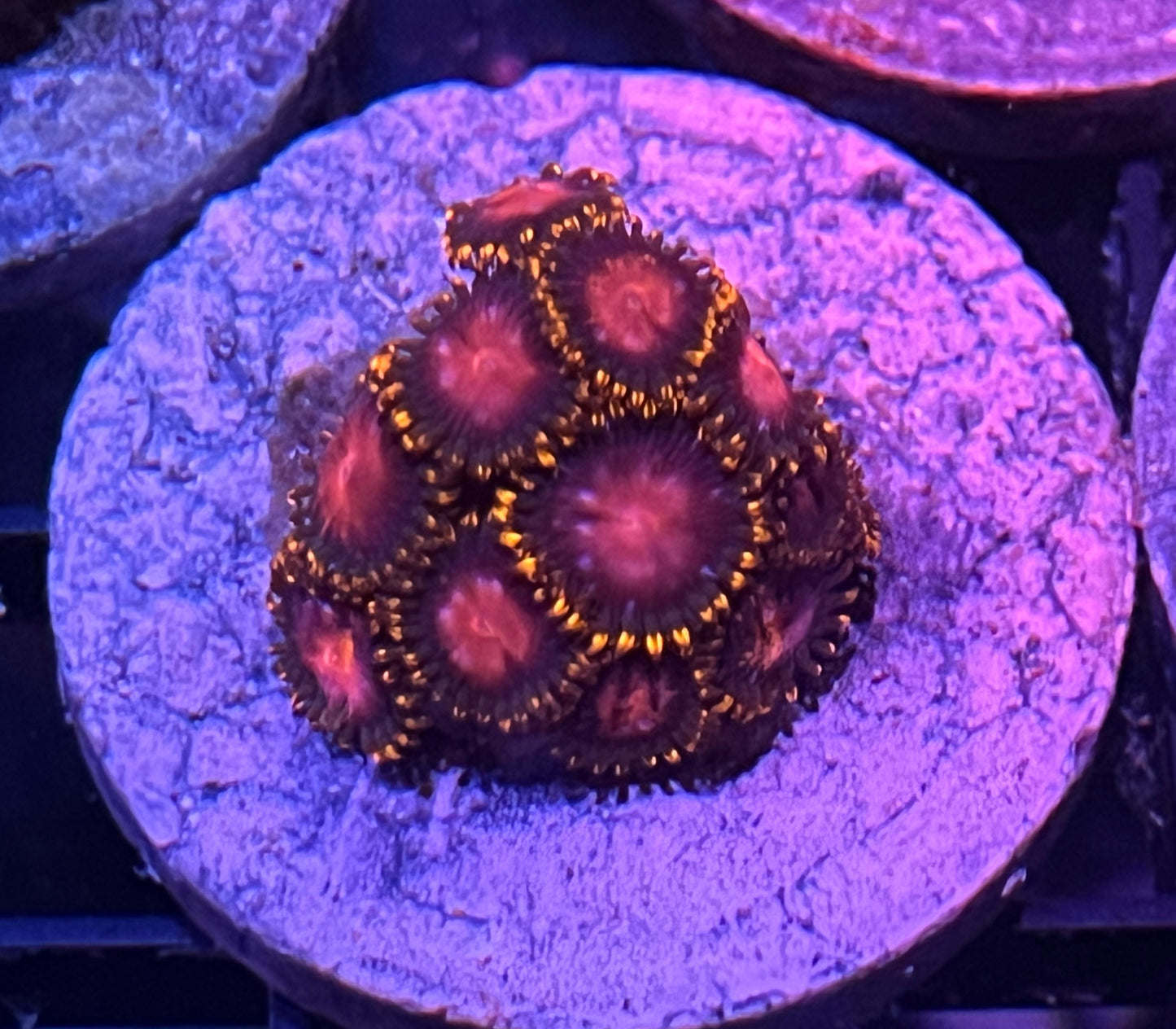KH Sunburst Zoas #5