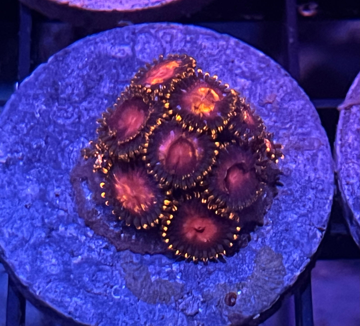 KH Sunburst Zoas #2