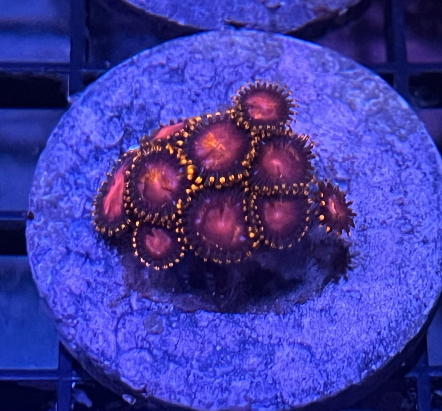 KH Sunburst Zoas #3