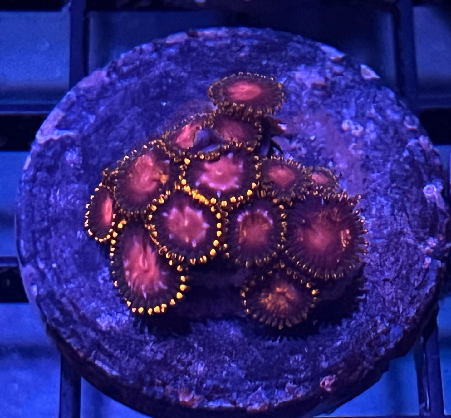 KH Sunburst Zoas #1