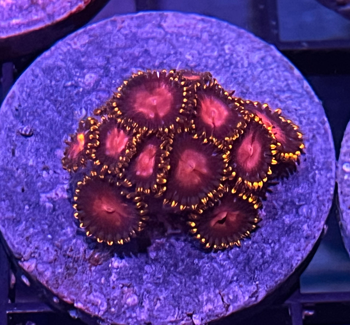 KH Sunburst Zoas #6