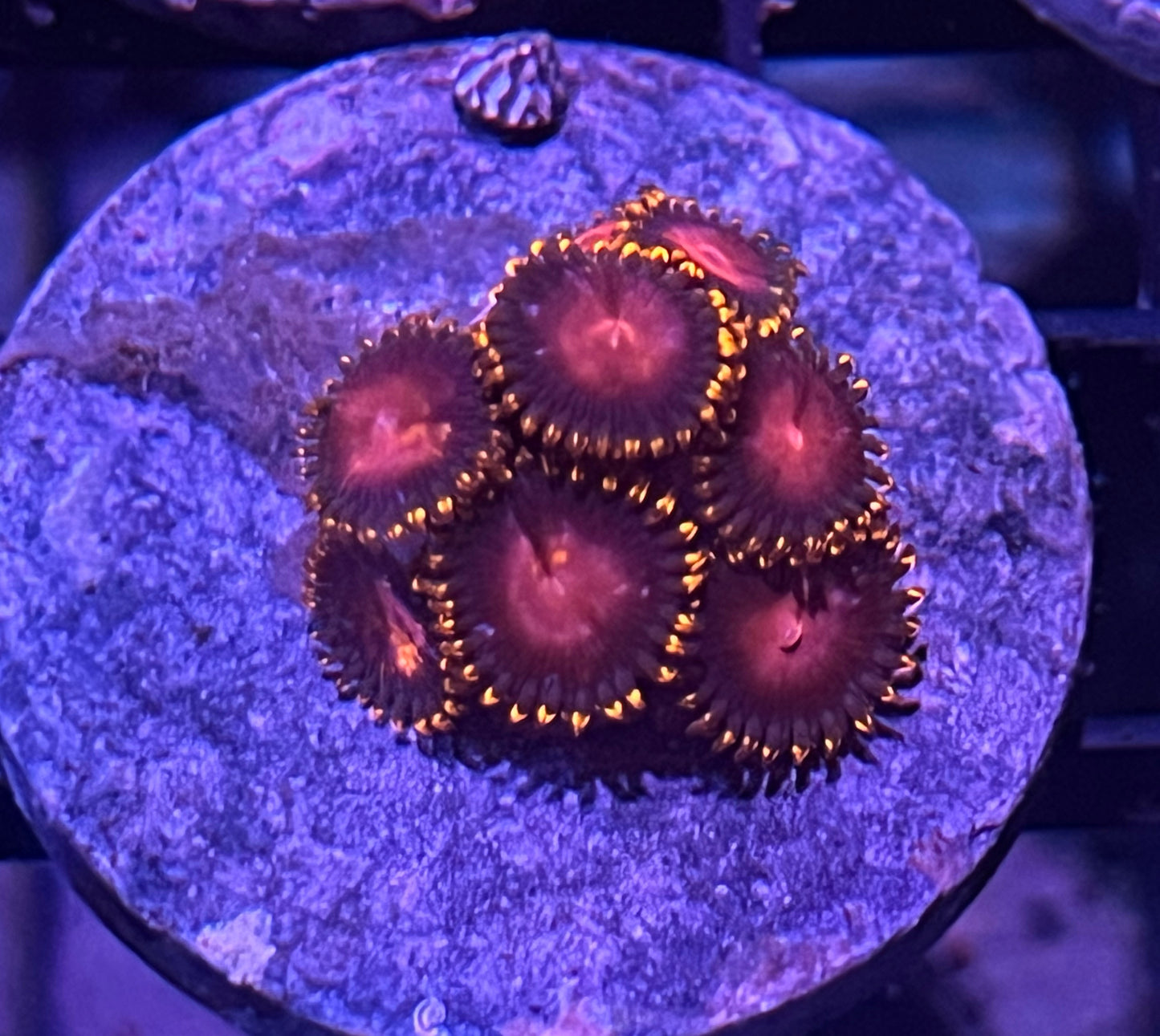 KH Sunburst Zoas #8