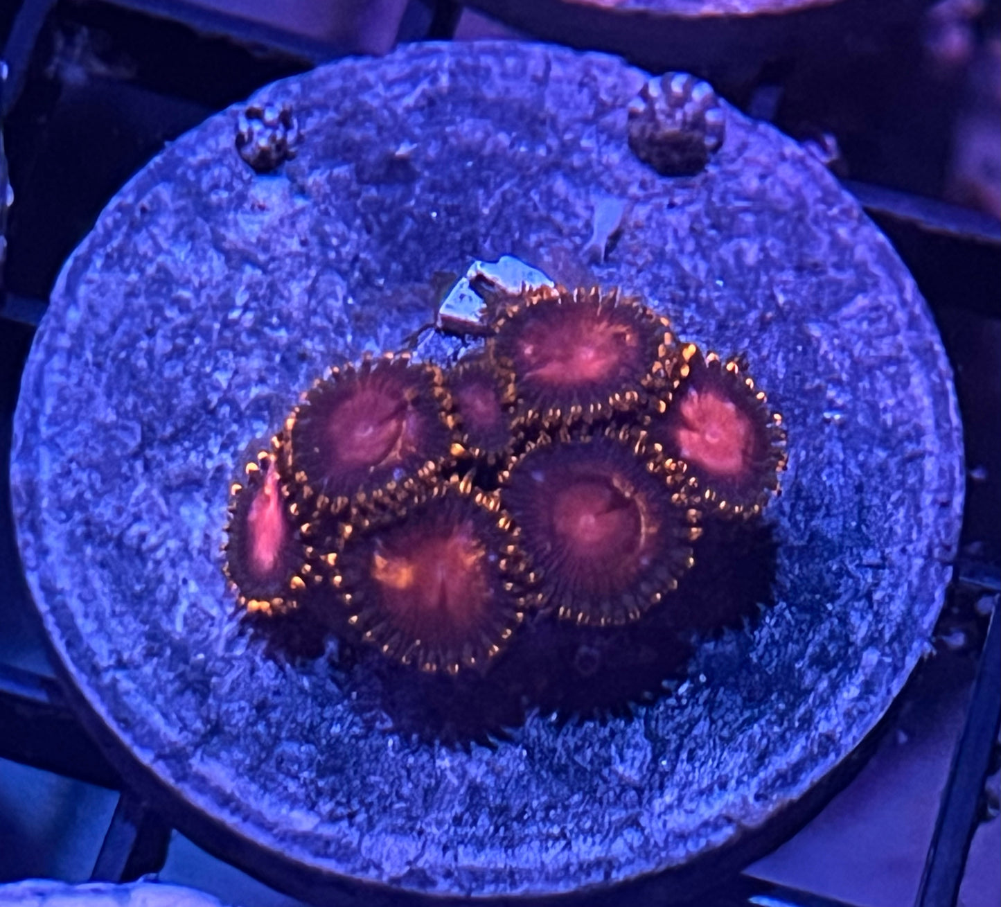 KH Sunburst Zoas #7