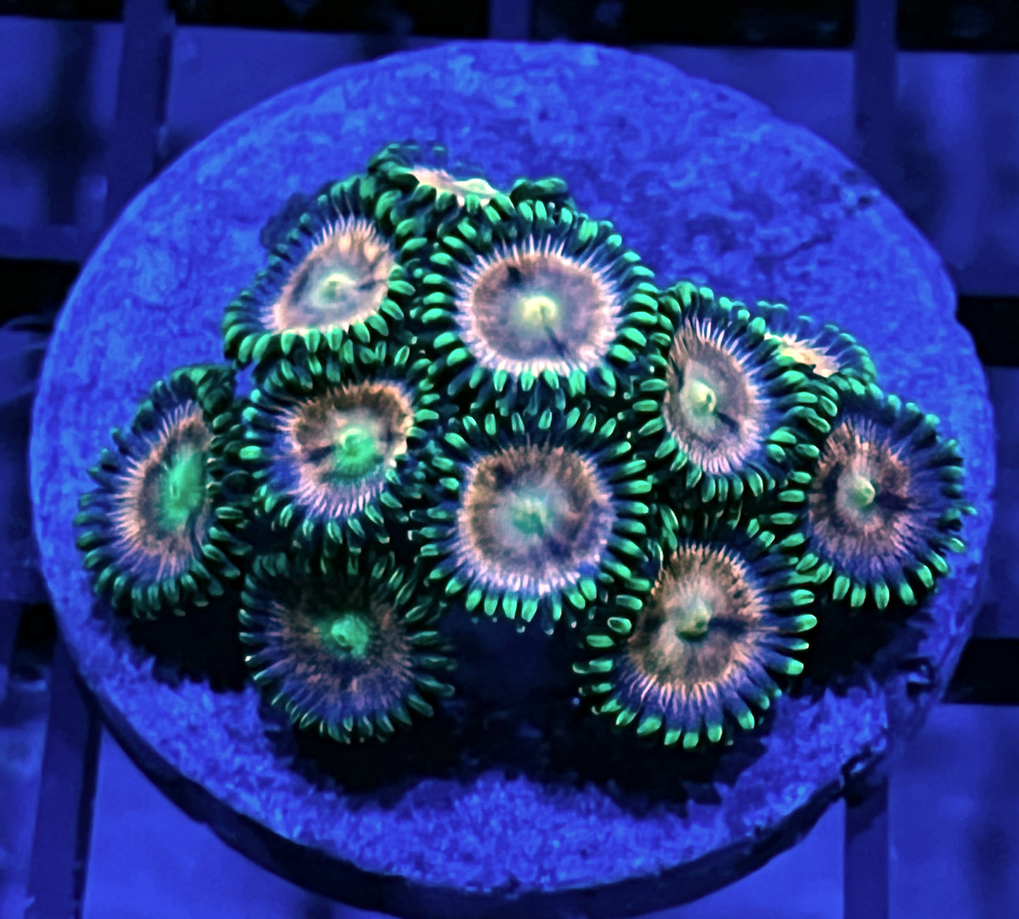 Laser Lemon Zoas #4