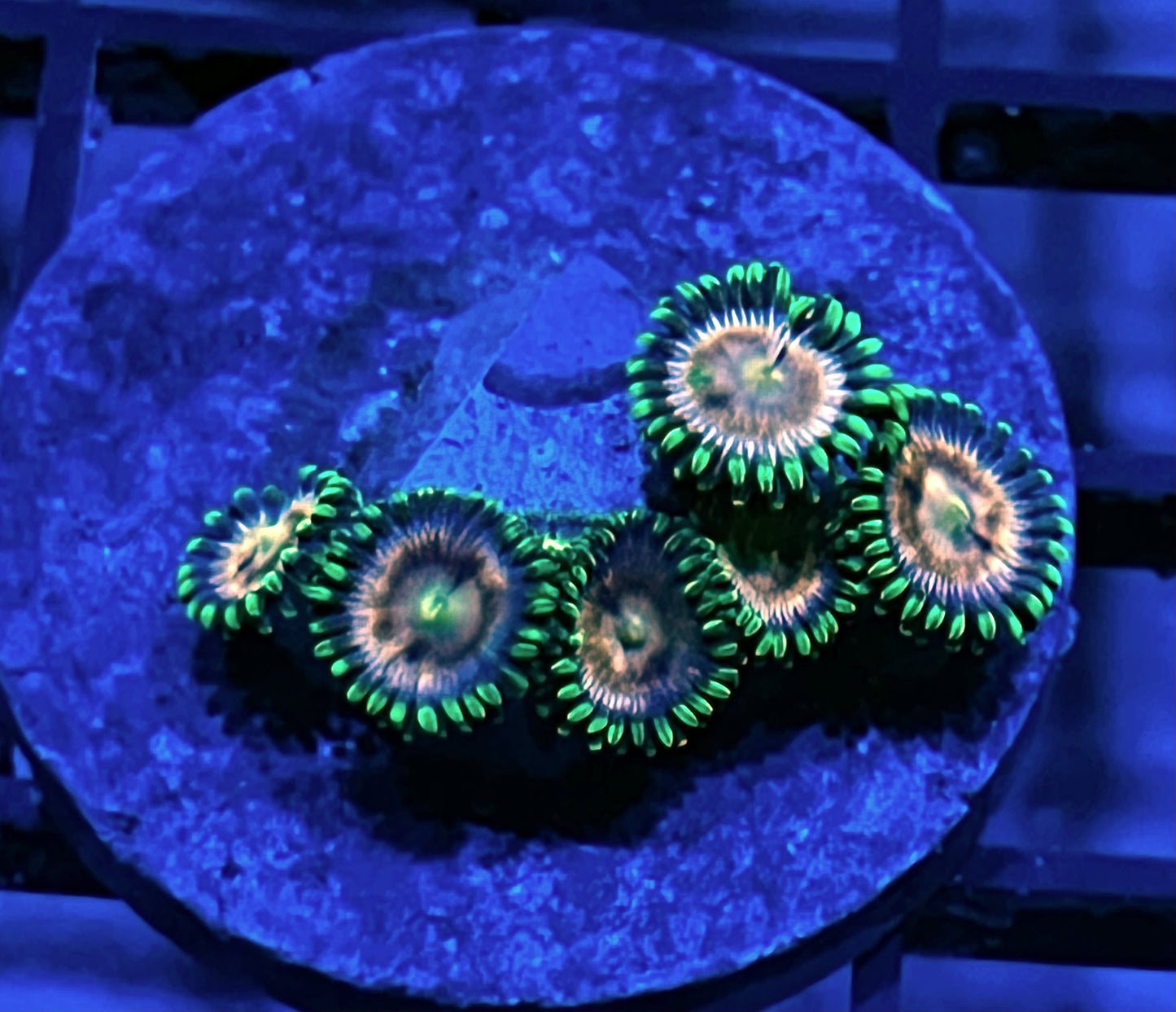 Laser Lemon Zoas #2