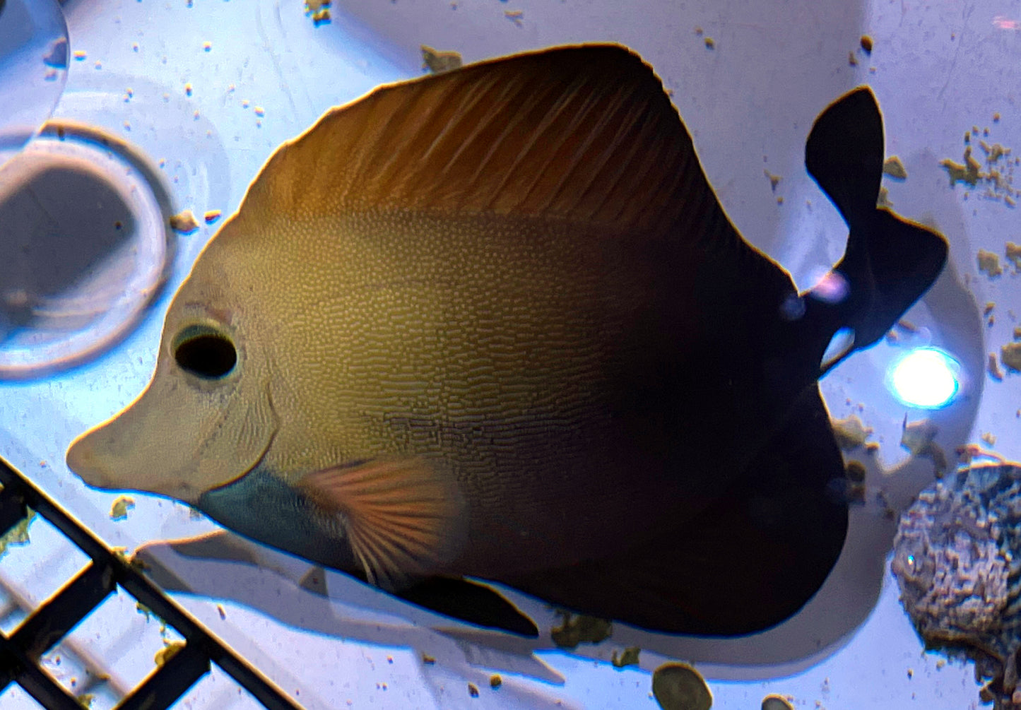 Blue Face Koi Scopas Tang