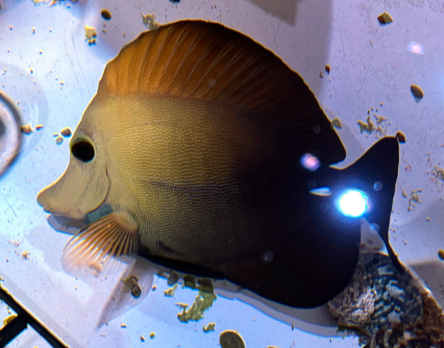 Blue Face Koi Scopas Tang