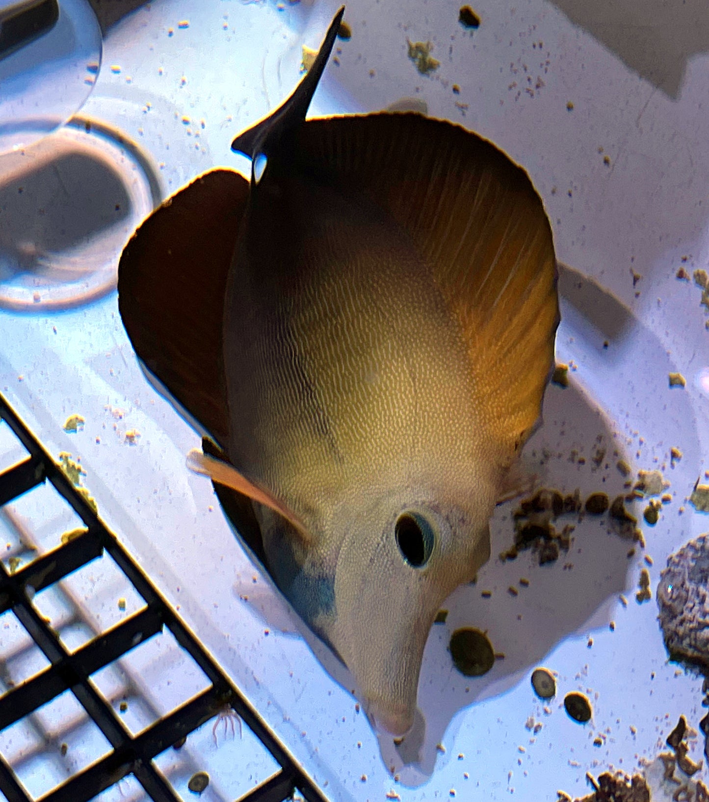 Blue Face Koi Scopas Tang