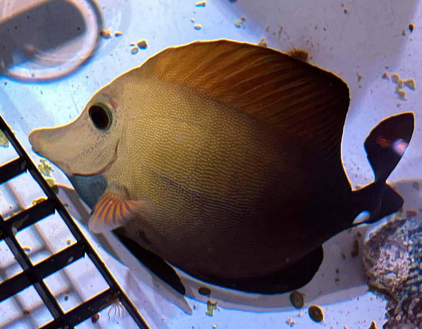 Blue Face Koi Scopas Tang