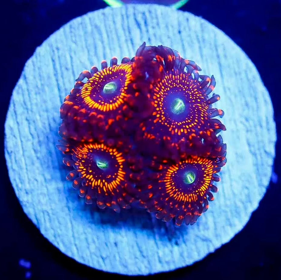 Illuminati Palythoa Frag