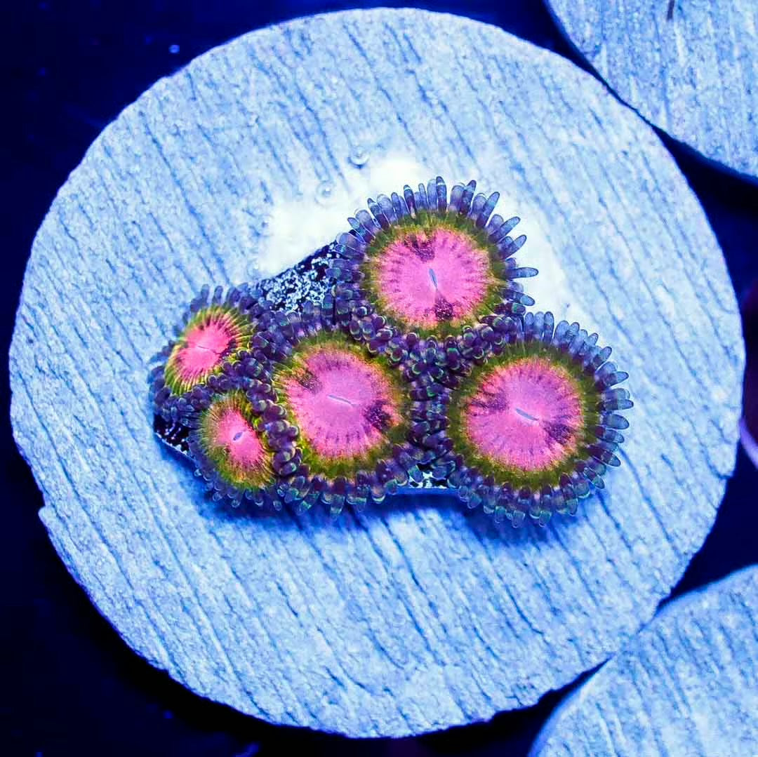 Krakatoa Palythoa Frag