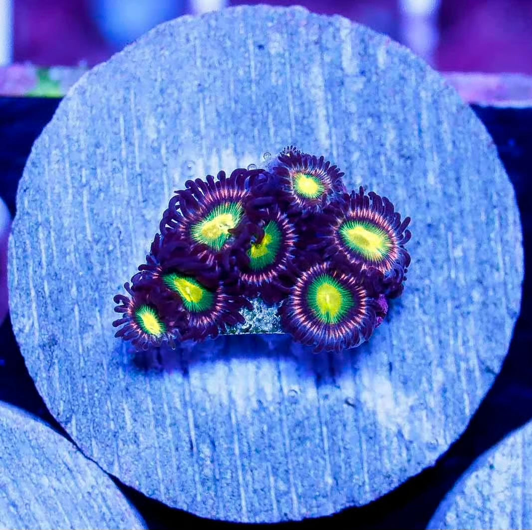 Pink Kraken Zoanthid Frag