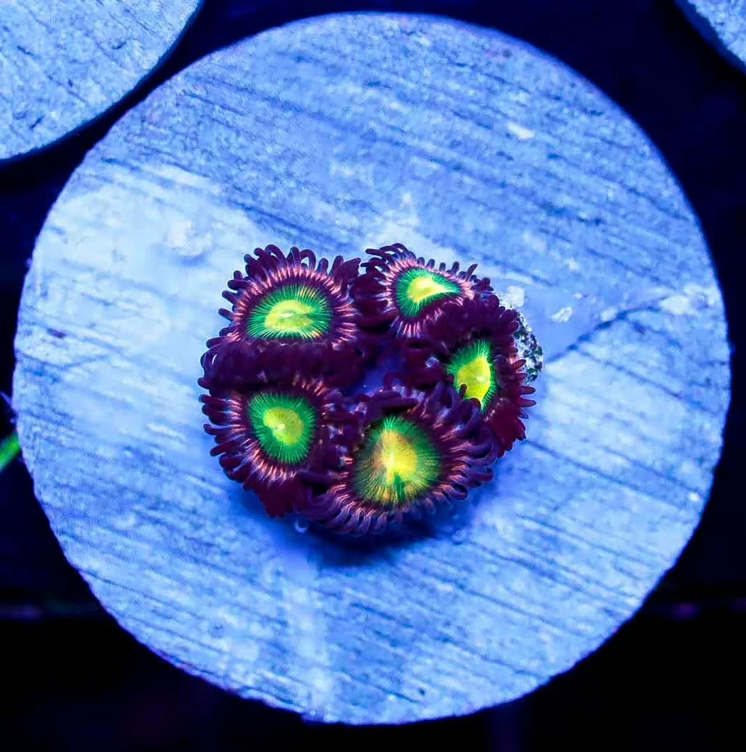 Pink Kraken Zoanthid Frag