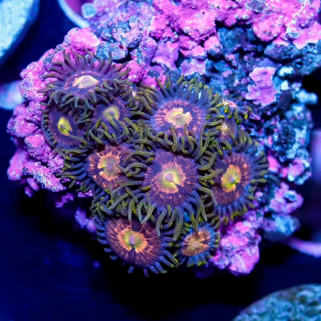 Nirvana Zoanthid Frag