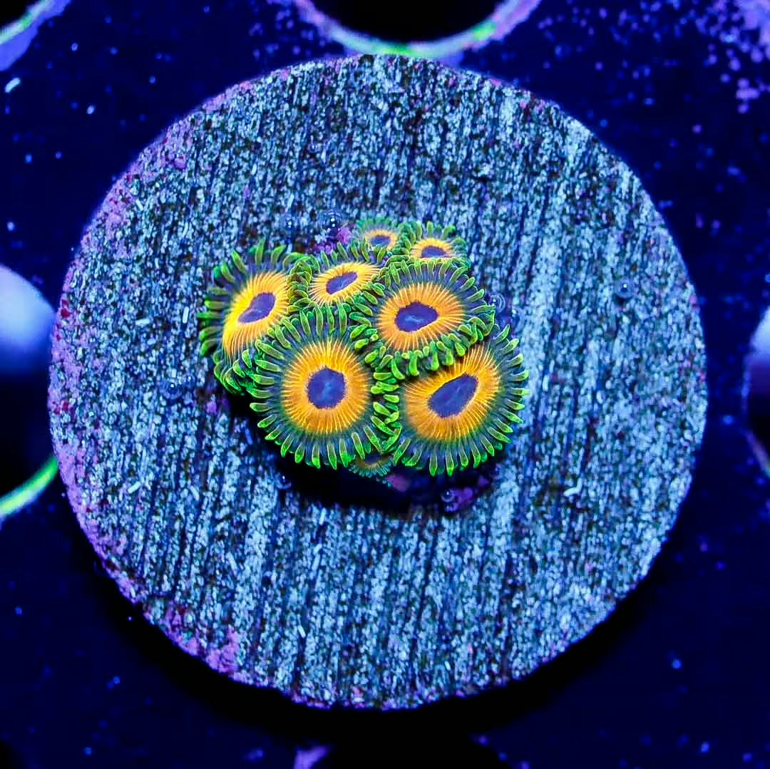Jungle Juice Zoanthids