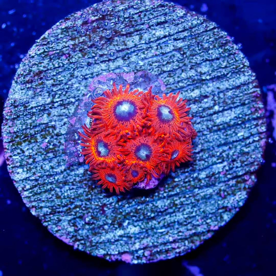 Charmanders Zoanthids