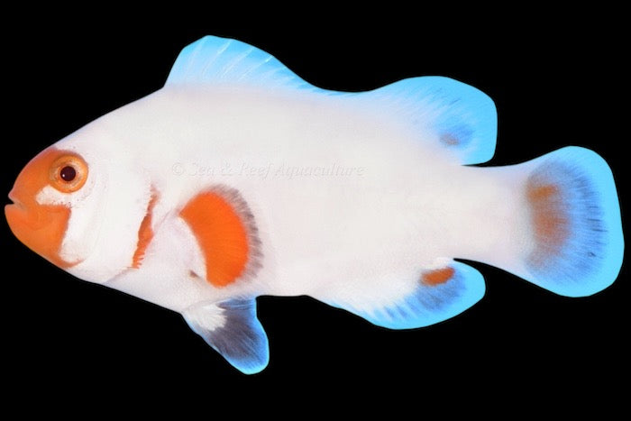 Tangerine Albino Wyoming White Clownfish - Exotic Reefs of NJ