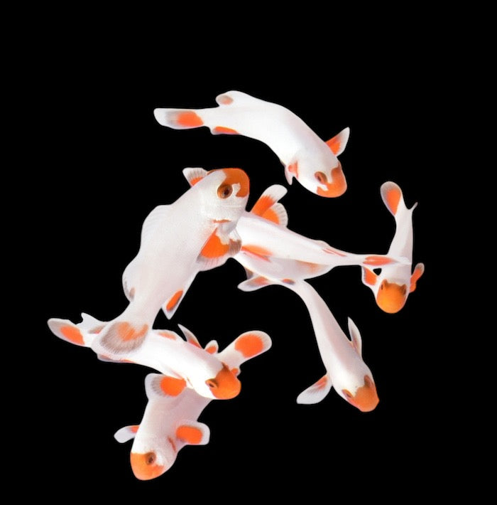 Tangerine Albino Wyoming White Clownfish - Exotic Reefs of NJ
