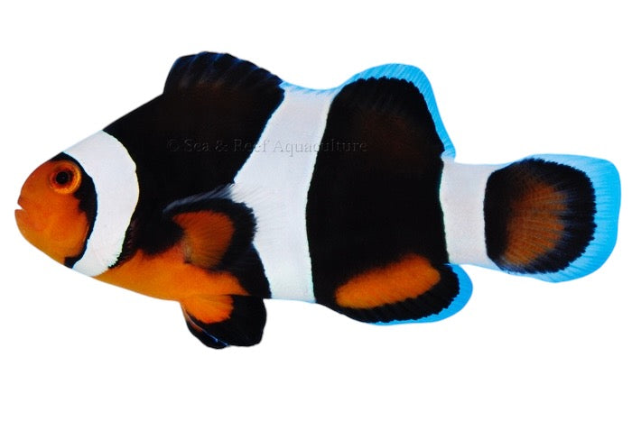 Black Photon Clownfish - Exotic Reefs of NJ