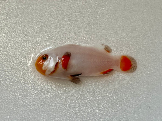 Tangerine Albino Wyoming White Clownfish - Exotic Reefs of NJ